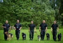 Most Common Police Dog Breeds